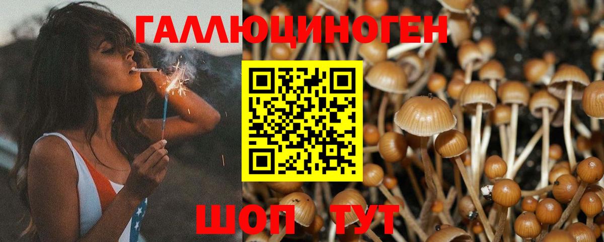 Галлюциногенные грибы GOLDEN TEACHER  Вход с VPN  Новороссийск 